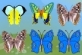 Butterfly Fields