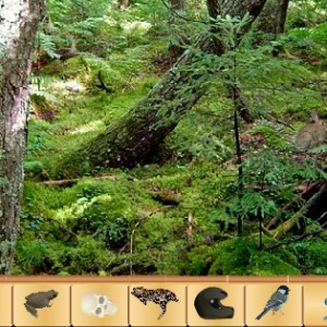 Hidden objects - jun
