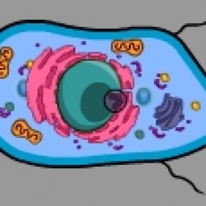 Cellcraft