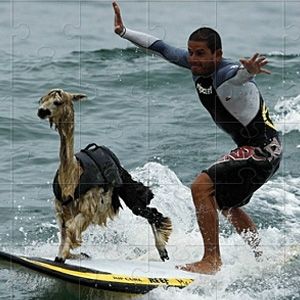 Alpaca world