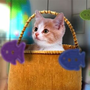 New kitten home
